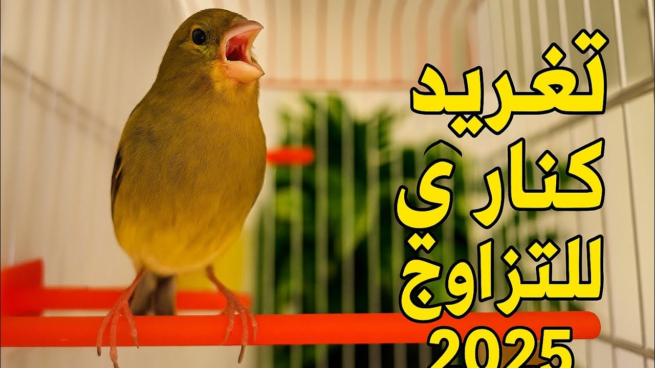 أقوى تغريد كناري 2025 لتحفيز التزاوج | صوت حامي وواضح وطويل للتعليم 🔥🐦