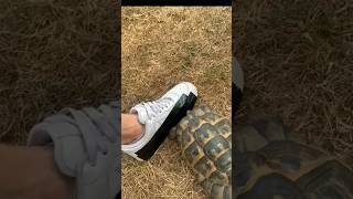 Why Do Turtles Attack When They See Black? #facts #shorts