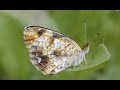 Moths of the Finger Lakes - Virtual Event 2021 - Finger Lakes Land Trust with Jason Dombroskie