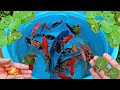 Serok ikan hias warna warni ikan koi komet glofish kura kura ikan Red devil ikan nila lobster part45