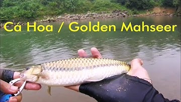 Golden Mahseer | Câu cá pami (cá hoa) bằng mồi giả