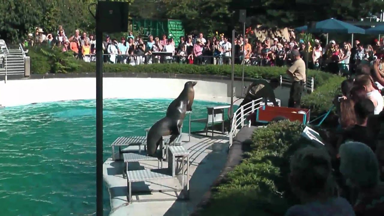 Zoo Köln Weihnachten 2022 Köln Zoo Erdmännchen u Seelöwen YouTube