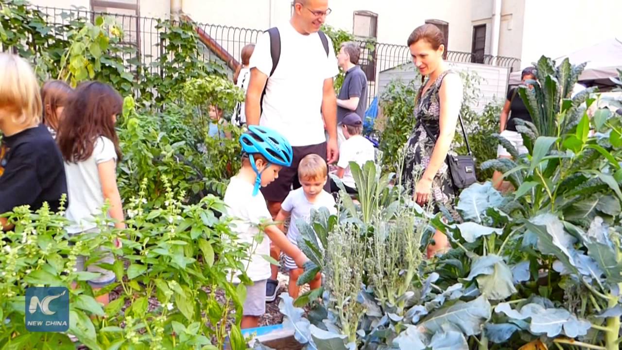 Vacant lots to community gardens, Harlem embraces the urban farming