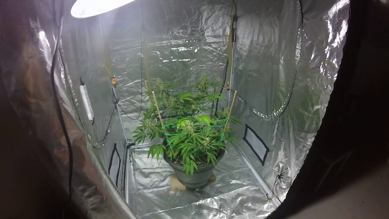 Critical plus 2.0 week 8 of flower