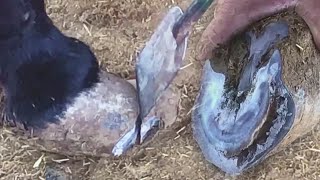 毛驴得了灰指甲走路吃力，师傅修驴蹄治疗，全是空心蹄，怪不得毛驴难受【河北小辉姐】
