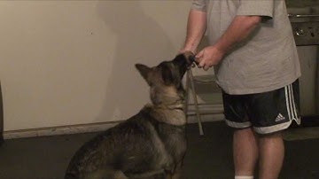 CJ Clicker Retrieve Starting the Hold