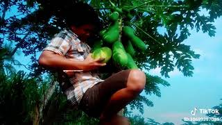 Memanjat pohon pepaya yg amat tinggi