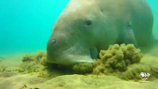 حيوان الأطوم (بقر البحر) أثناء رعيه في قاع البحر