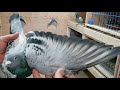 Direct import from belgiumjanssen strains middle distance  racing homer pigeon