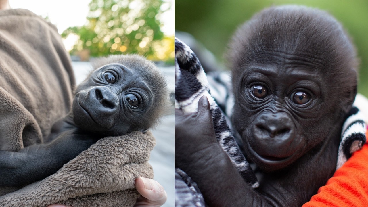 Абео: путь детёныша гориллы к любви и семье