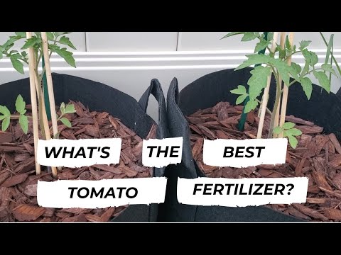 Video: Apakah Itu Tomato Heatmaster - Maklumat Mengenai Tomato Heatmaster