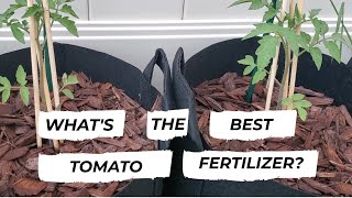 What Fertilizer Is The Best For Tomatoes? Experiment Time!