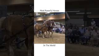 Most Powerful Horses In The World!