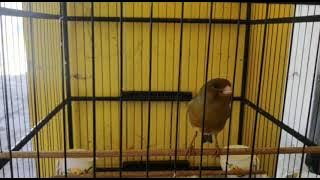 Masteran kenari paling JOSS...di jamin langsung BUNYI..!!!