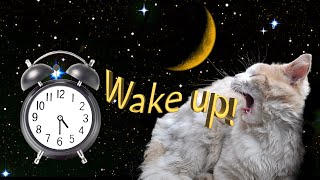 Iggy Maine Coon Alarm Cat Wakes Me Up At 4.30Am