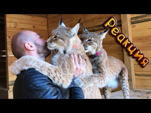 РЕАКЦИЯ ПУМЫ МЕССИ НА БОЛЬШИХ КОШЕК