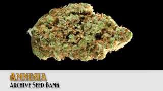 2013 HIGH TIMES Bay Area Cup Entries