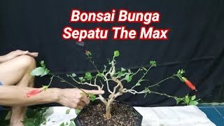 Cara Membuat Bonsai Bunga Sepatu The Max 🔥