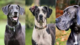 Great dane | Funny and Cute dog video compilation in 2022 by Dog Dog Dog 1,935 views 1 year ago 3 minutes, 21 seconds