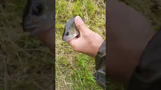 НЕ ШУМИМ!  а у вас дела? у меня вот такой окунь клюет 😁