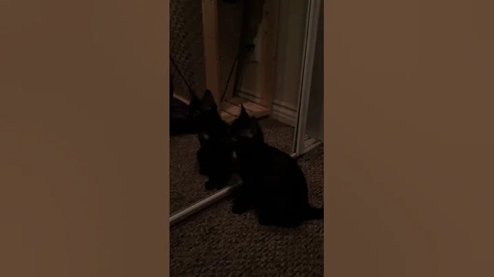 Cute kitten sees reflection for the first time