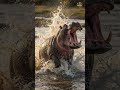 This Animal Kills More Humans In Africa Than Anything Else.#HippoRage #Hippopotamus
