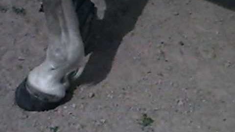 Easyboot Glove fitting LF