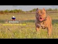 Американский Булли | кобель 1,5 года | RUSSIAN BULLS GOLDEN BOY