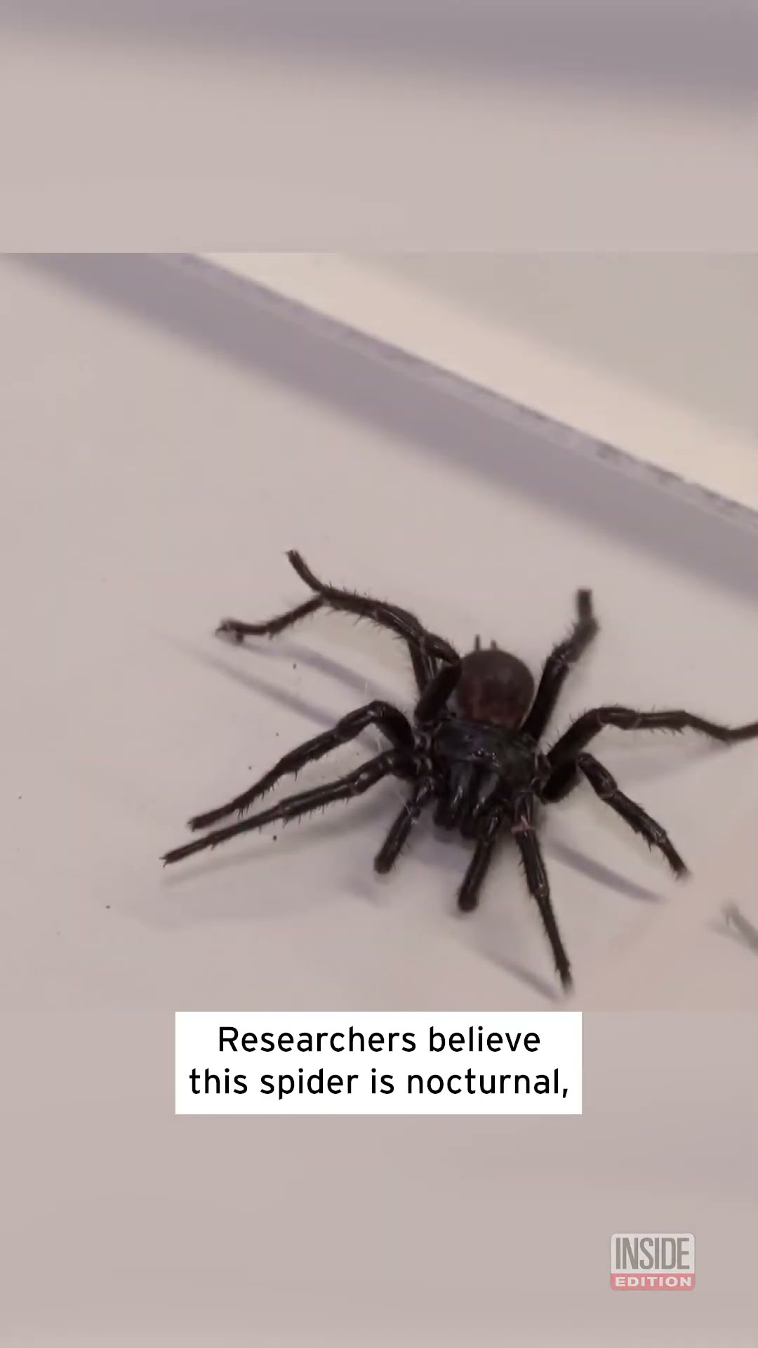 Venomous 'Big Boy' Spider Has Entered the Chat #shorts
