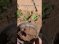Lets grow cabbage with me Subscribe for more gardening content 😃 #shorts #garden