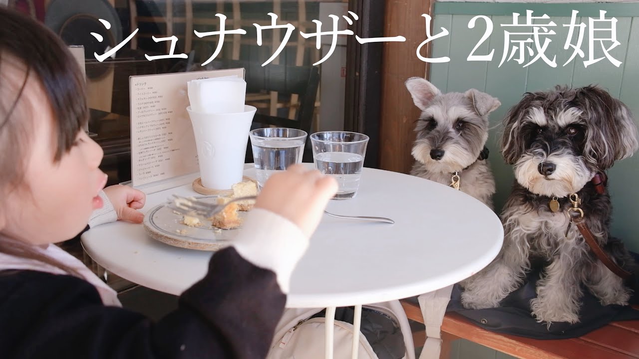 【犬と子ども】かわいい谷中カフェさんぽ《最後にお知らせがあります》【シュナウザージジトト】