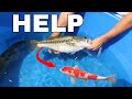 Found MISSING Koi Fish Inside Of JAWS!!