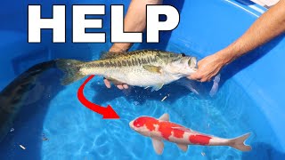 Found MISSING Koi Fish Inside Of JAWS!!