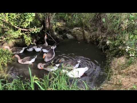 Видео: Бели гъски: описание на породата, местообитание и снимка