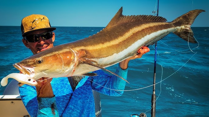GET PAID to CATCH FISH - Catch and Sell Cobia! 