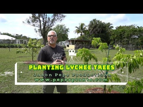 Video: Lychee Tree Care: How To Grow Lychee Fruit in the Landscape