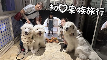 【初♡】超大型犬３頭と狂犬と３歳児と初めて家族旅行に行ってきました！｜グレートピレニーズ&オールドイングリッシュシープドッグ&トイプードル