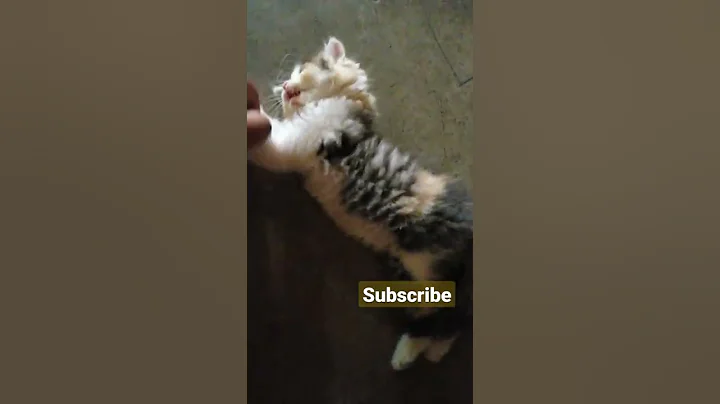 Watch the video about Weenie Playing Mood | Persian Cat Funny Video | Simba Weenie | #shorts #catplaying #pets #funny