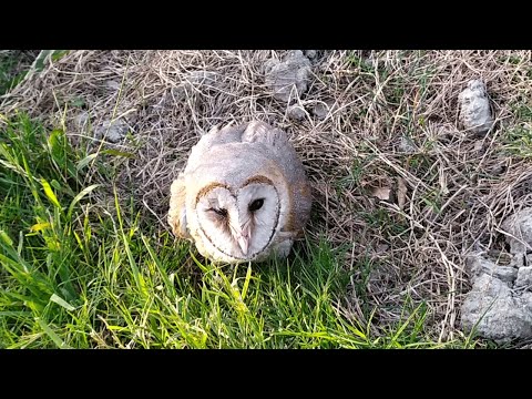 Видео: The Miracle Friendly Owl | Official Happy OWL 