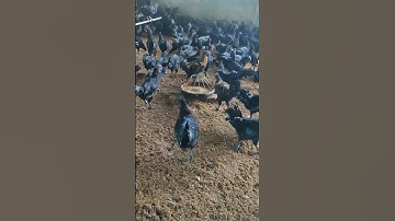 Gà Hmong giống chất lượng cao #gà_h