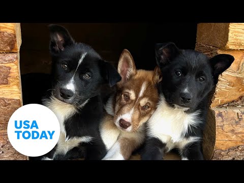 Video: 7 Fascinující fakta o psích strážcích v národním parku Denali