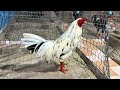 Morning Routine for Healthy Gamefowl
