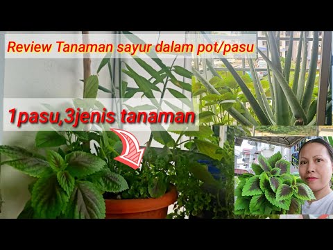 REVIEW TANAMAN SAYUR DALAM PASU DI BALKONI