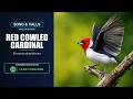 Red-cowled Cardinal Song & Calls | Paroaria dominicana | Spectrogram