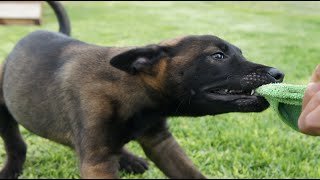 19 Entrenamiento Guardia y protección Pastor Belga Malinois  Denver