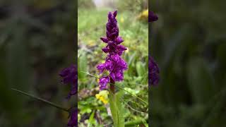 Прогулялись 🌧️🌧️🌧️#орхідеї #orchid #beautiful #flowers #Orchies des sauvages #дикіорхідеї#￼