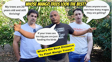 Expert Tips on Mango Tree Spacing with The Fruitful 5 Minus 1