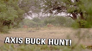 Just The Hunt- SemiLive Hunting- Axis Buck Hunt