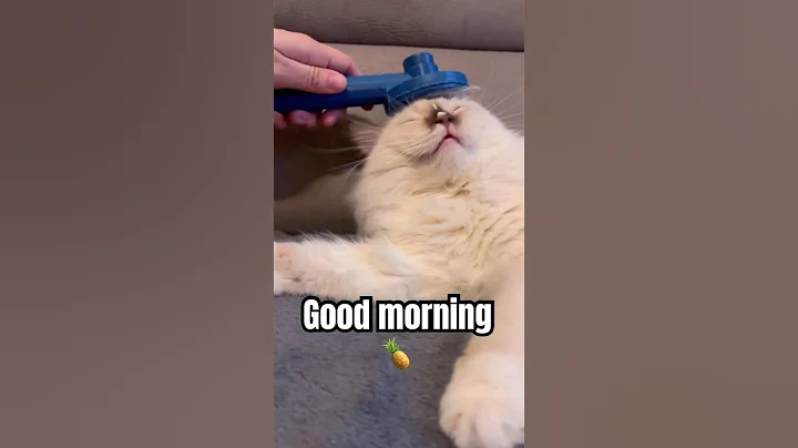 Video 11563401: hilarious cat kitten, cat kitten cute funny