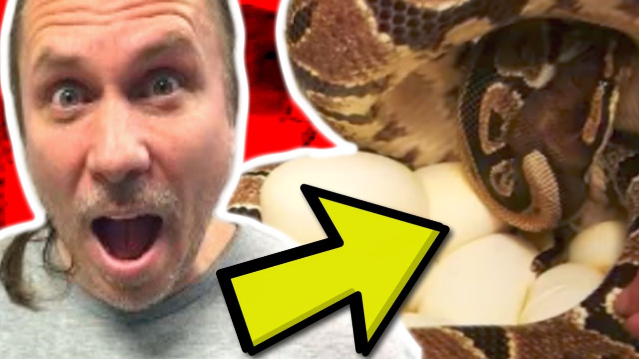 HUGE CLUTCH OF SNAKE (PYTHON) EGGS!!! BRIAN BARCZYK YouTube